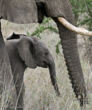 Elephant Generations