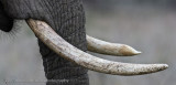 Well Used Tusks