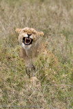 69  Lion Mouth