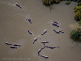 82  Hippos Look Like Bugs from Balloon