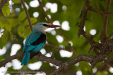 01Woodland Kingfisher
