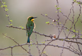 03Little Bee Eater