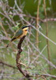 04Little Bee Eater