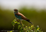 07Rufous-crowned Roller