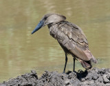 11Hamerkop