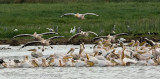13Mostly Great White Pelicans