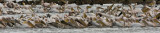 16Pano of Pelicans