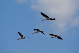 17Yellow Bill Cranes in Flight
