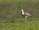 18Kori Bustard