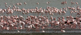 19Greater and Lesser Flamingos