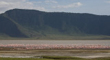 20Flamingos in the Crater