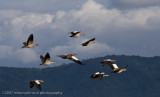 22Egyptian Geese in Flight