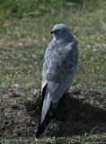 24Montagus Harrier