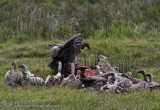 30A Jackal Objects