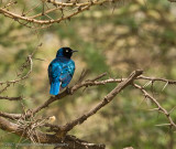 32Superb Starling