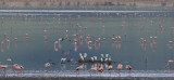 35Flamingos and Egrets at the Lake