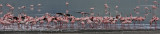 37Flamingos