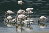 40Flamingo Reflection