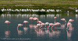 41Flamingo and Egret Reflection