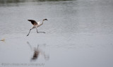 44Flamingo Landing