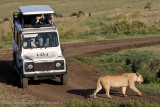 17Lion stops traffic