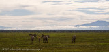 12Baby Zebra in the Landscape