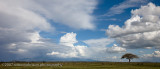 15Serengeti Landscape