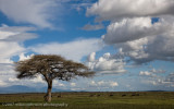 Serengeti Landscape