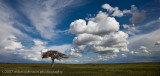 Serengeti Landscape