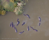 24Hippo Pool from Balloon
