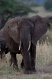05Elephant Approaching