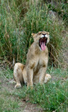 06Lion Yawn
