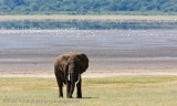 07Elephant
