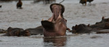 08Hippo Yawn