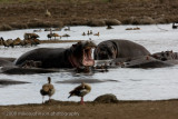 09Hippo Yawn