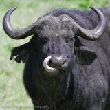 13Cape Buffalo