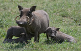 19Warthog Family Feed