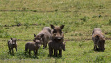 20Warthog Family