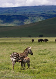 22Zebra Nursing