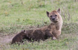 23Hyena Nursing