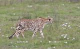 24Cheetah on the Prowl