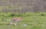 25Cheetah Chase