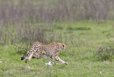 27Cheetah Chase.jpg