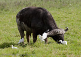 31Cape Buffalo and Cattle Egrets