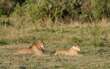 38Lion Couple
