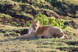 40Lioness