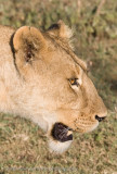 42Lioness Portrait