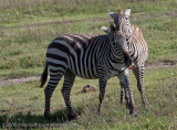 48Zebra Play