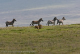 51Taking the Baby Zebra