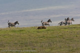 53Taking the Baby Zebra